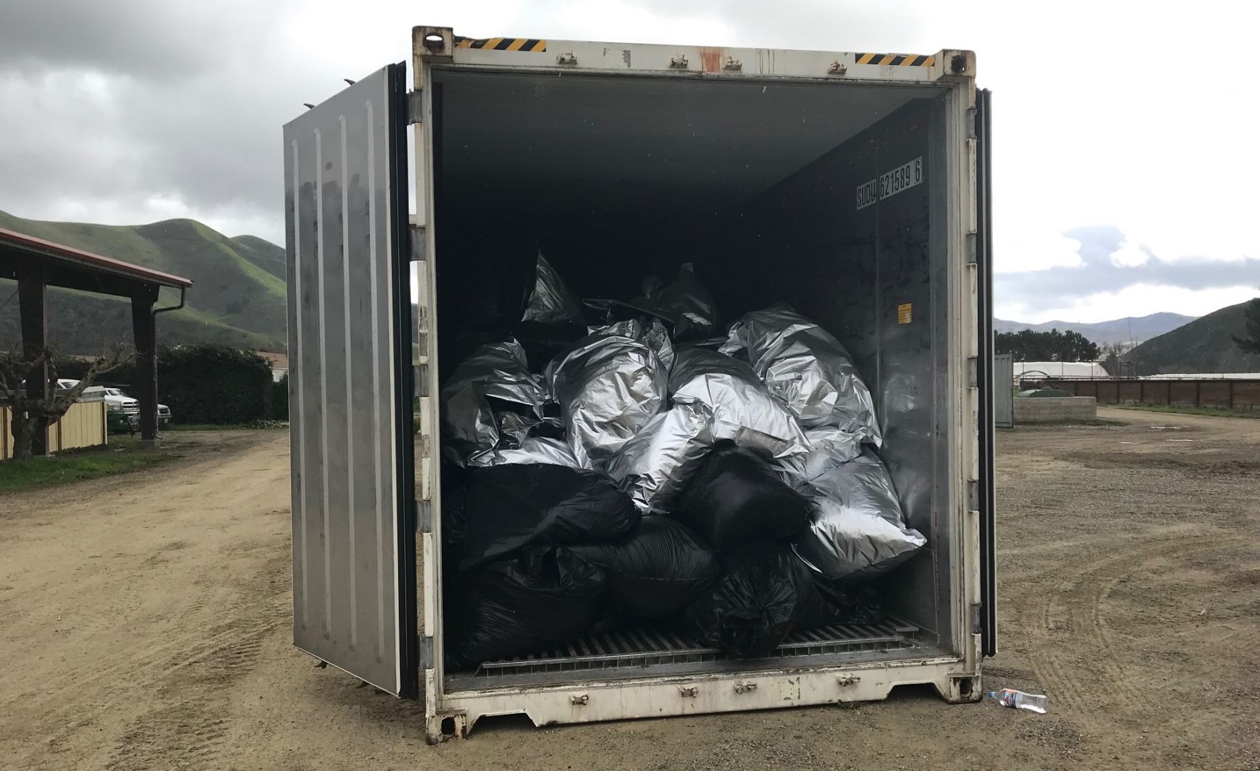 022019 Buellton Cannabis Bust 2